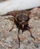 Tabanus sudeticus